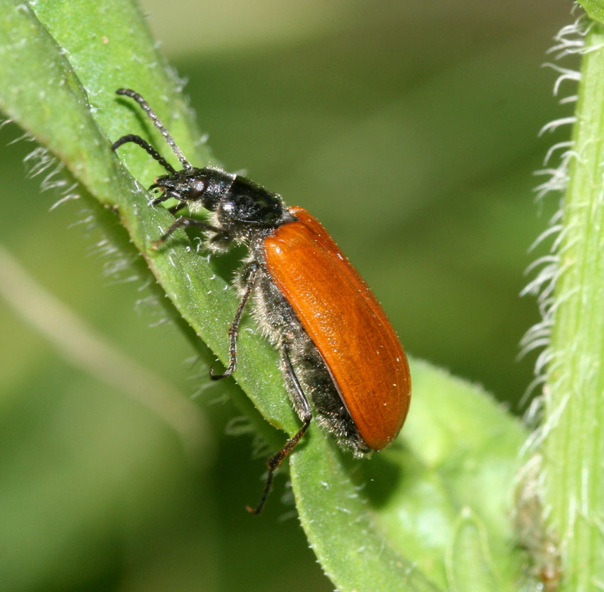 Omophlus lepturoides sulle infiorescenze di leccio.